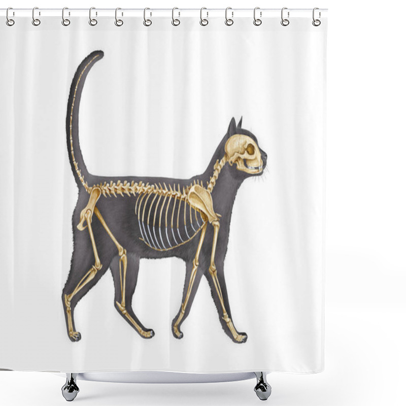 Personality  Anatomy Of A Cat With Detailed Bones Science Image On White Background. Realistic Detailed Illustration. Cat Skeleton With Body Silhouette. Feline Inner Anatomy Structure For Study.  Shower Curtains