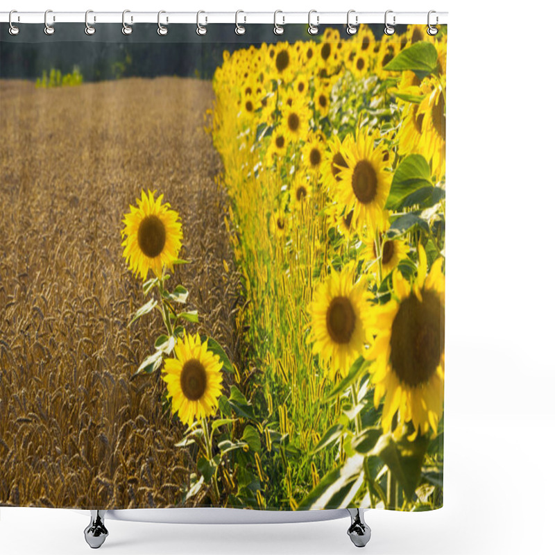 Personality  Summer Landscape With Wheat Field And Blooming Sunflowers. Gold Wheat Field. Two Sunflowers On Ripe Wheat Field. Agriculture Concept Shower Curtains