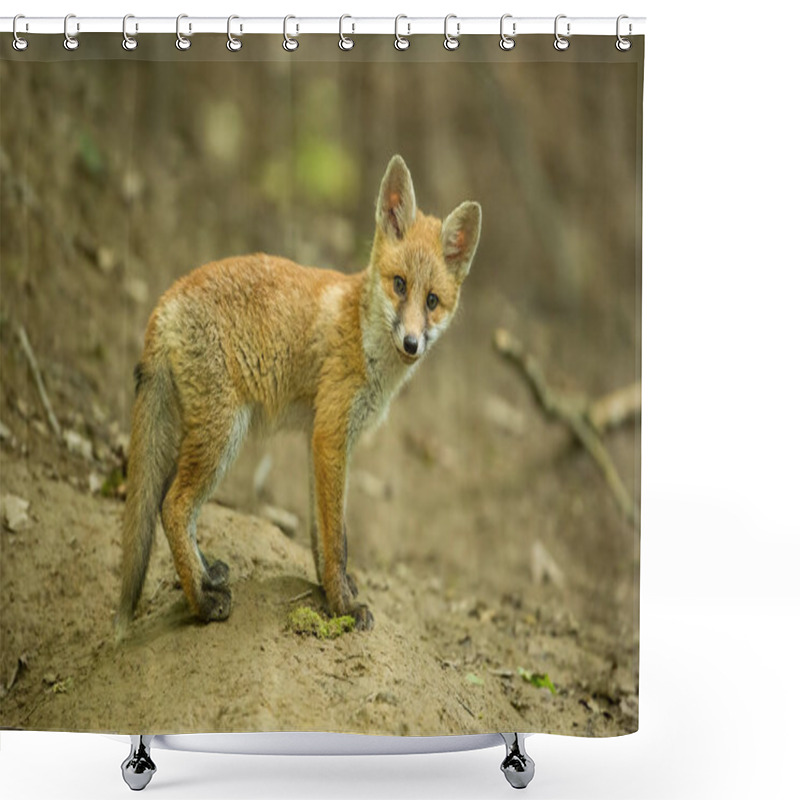 Personality  Red Fox, Vulpes Vulpes, Cub In The Forest Near The Burrow. Shower Curtains