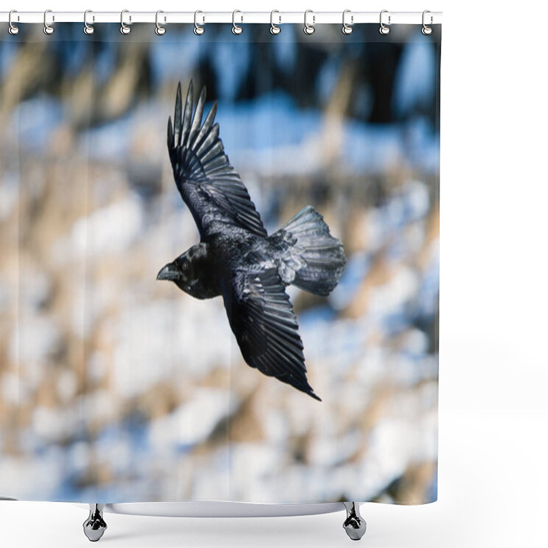 Personality  The Raven Of Iceland And Faeroe Islands Is A Sub Species Of The Common Raven Shower Curtains