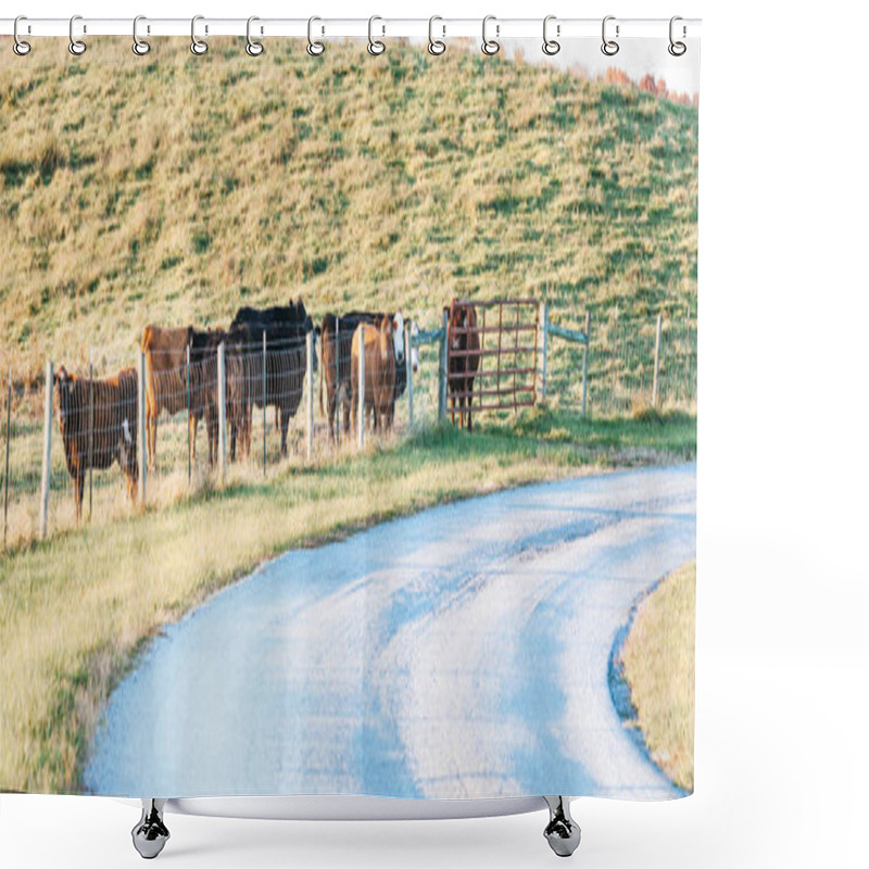 Personality  Cows Standing Near The Fence At A Farm In Central Kentucky Shower Curtains