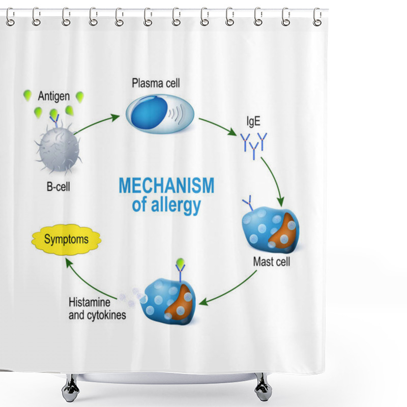 Personality  Mechanism Of Allergy. Mast Cells And Allergic Reaction Shower Curtains