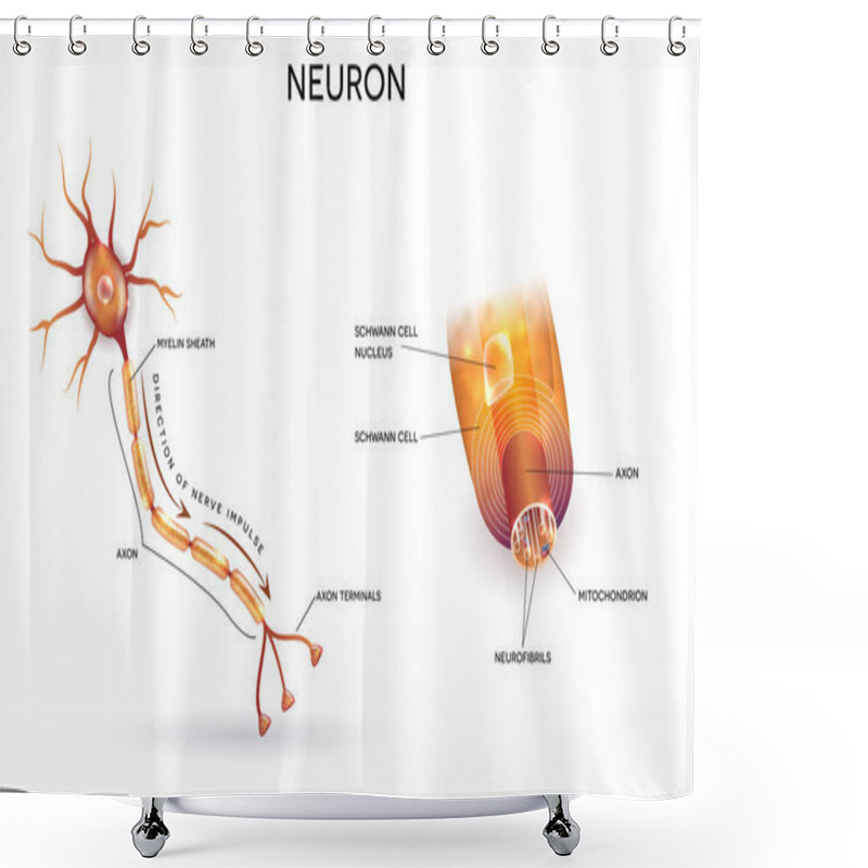 Personality  Neuron And Myelin Sheath Shower Curtains