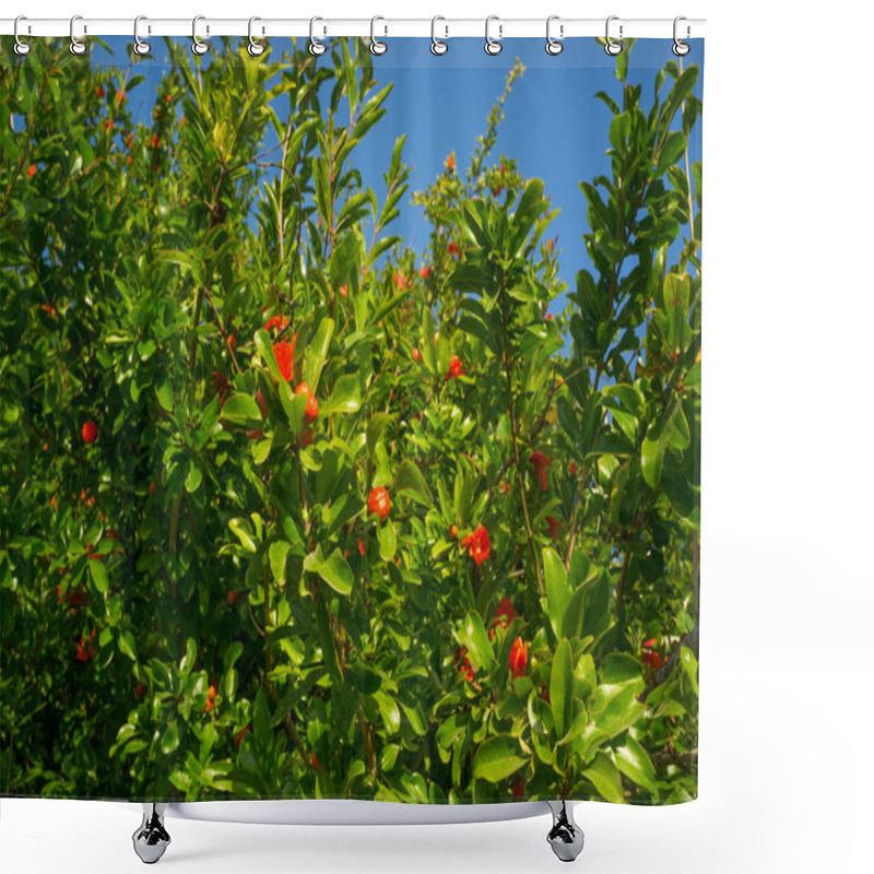 Personality  Pomegranate Blossom Shower Curtains