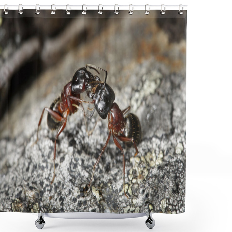 Personality  Carpenter Ants (Camponotus Herculeanus) Shower Curtains