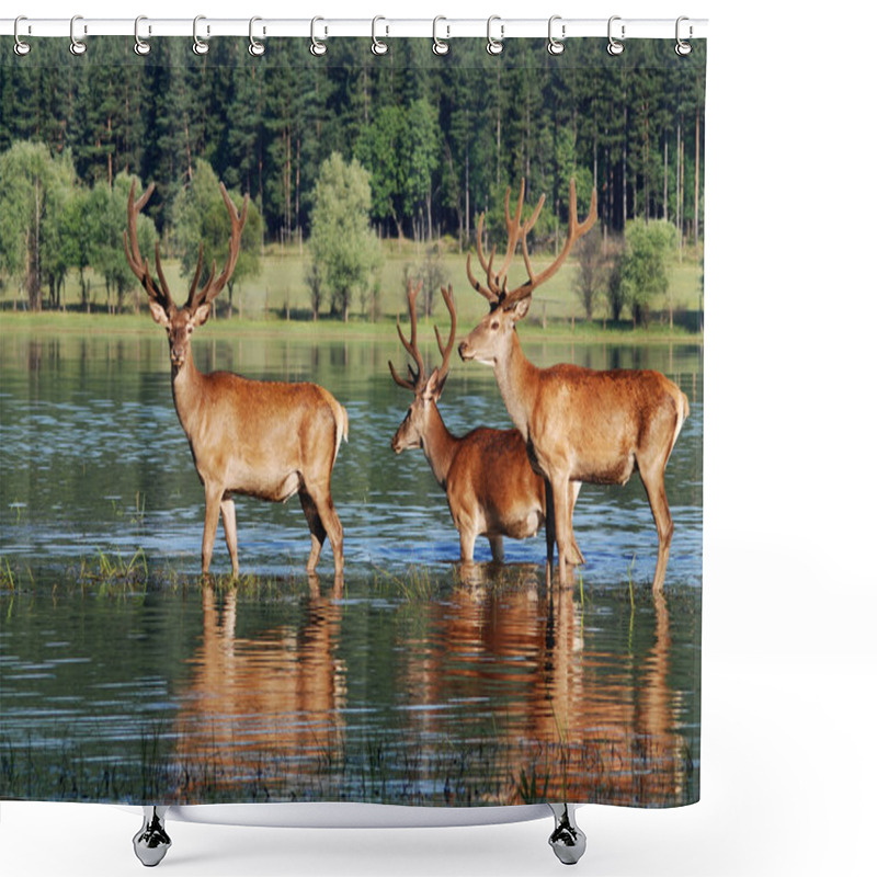 Personality  Deer With Big Horns Shower Curtains