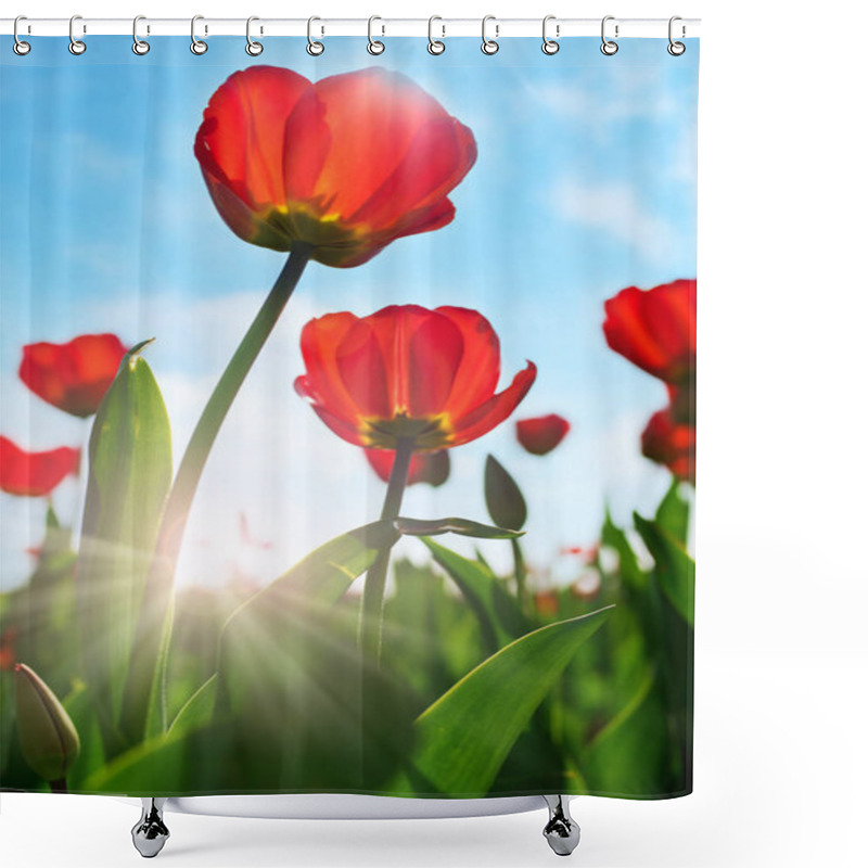 Personality  Tulip, Blooming Flowers In Nature, Flora Tulips Shower Curtains