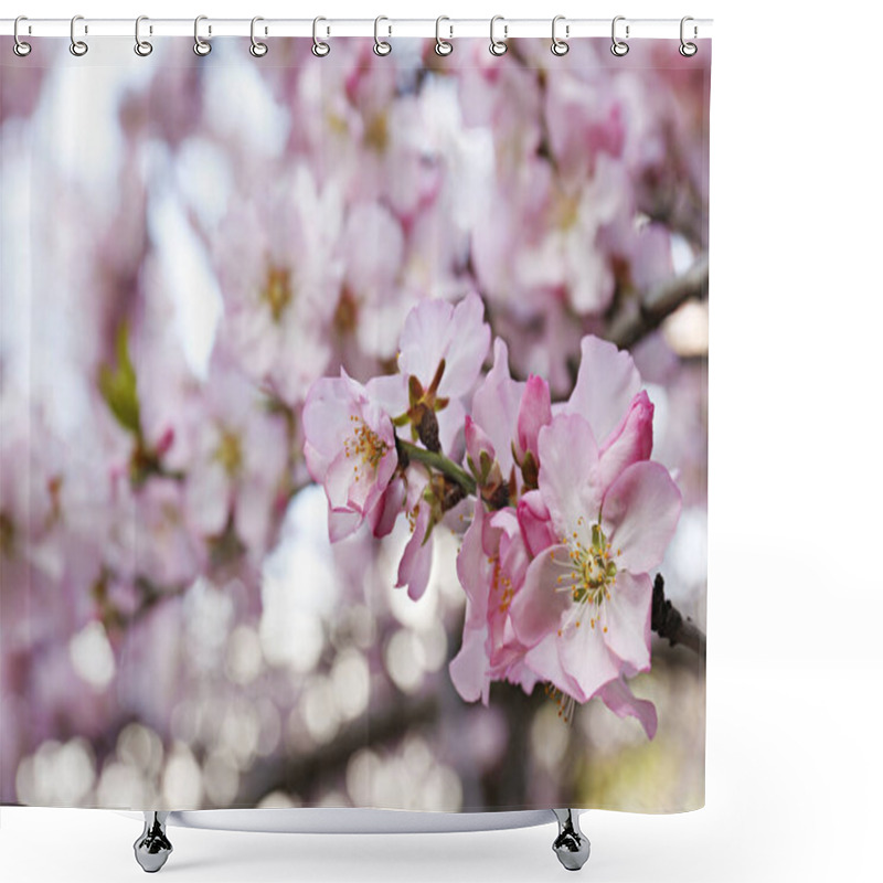 Personality  Macro Shot Of Beautiful Almond Tree Blossoms In Spring Time Over Clear Blue Sky Background. Branches Full Of Tender Pink Flowerings, Dense Flower Clusters. Background, Close Up, Copy Space, Crop Shot. Shower Curtains