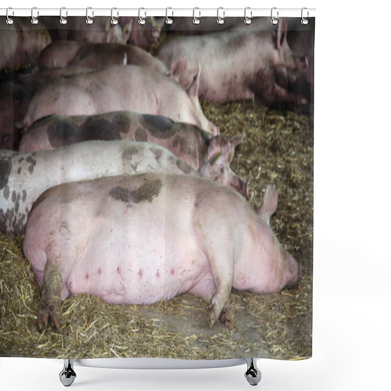 Personality  Pregnant Domestic Sows Are Waiting The Birth Of Little Piglets  Shower Curtains