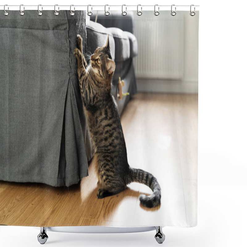 Personality  Tabby Cat Scratches Sofa With His Claws. Interior Destruction By Pets. Kitten Play. Lifestyle Home Daily Life With Pets In Living Room  Shower Curtains