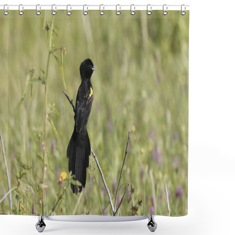 Personality  Male Yellow-mantled Widowbird, Euplectes Macroura Shower Curtains