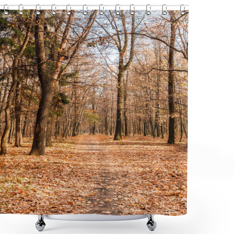 Personality  Autumn Sunny Alley In The Leaves, Through The Trees The Sun Brea Shower Curtains