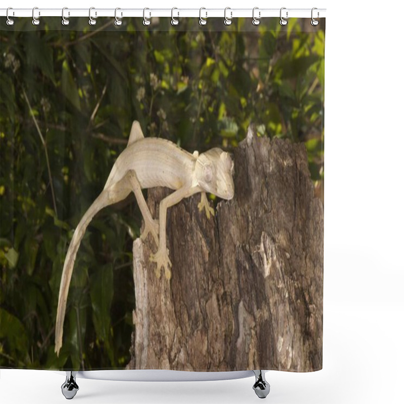 Personality  Lined Leaf-Tailed Gecko (Uroplatus Lineatus), Madagascar, Africa Shower Curtains