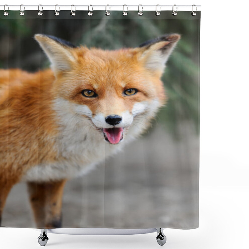 Personality  Red Fox Shower Curtains