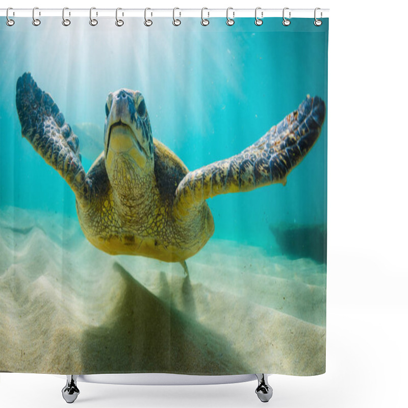 Personality  Hawaiian Green Sea Turtle Cruising In The Warm Waters Of The Pacific Ocean In Hawaii Shower Curtains