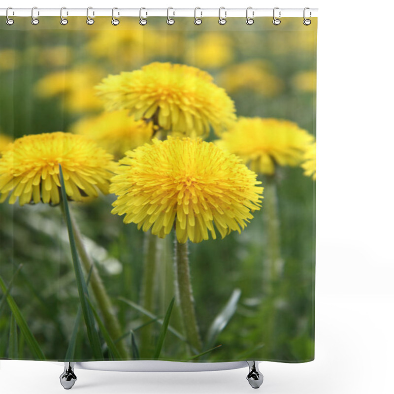 Personality  Dandelions Shower Curtains