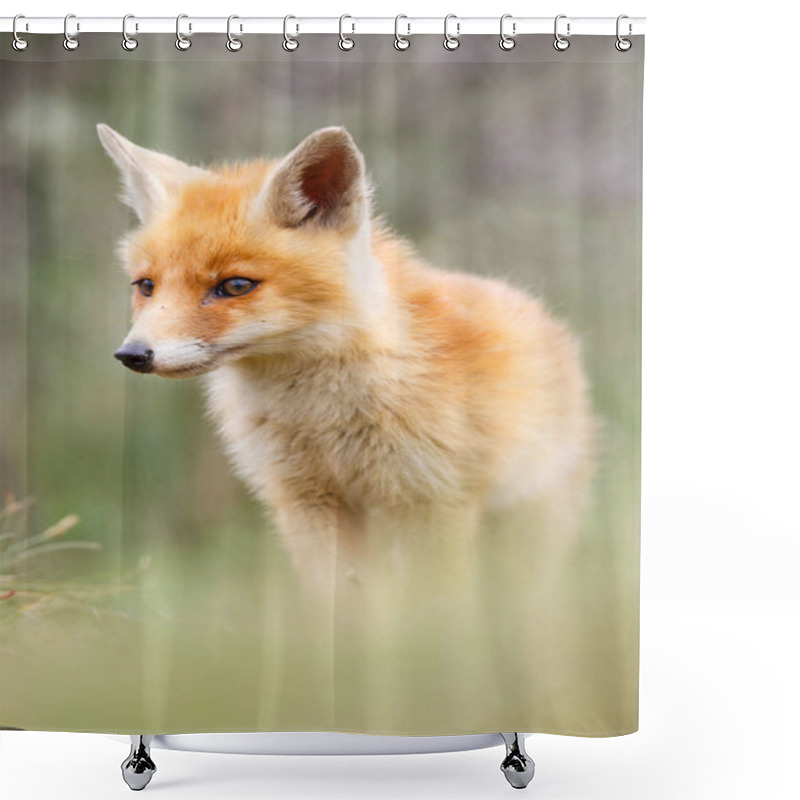 Personality  Wild Red Fox Cub Shower Curtains