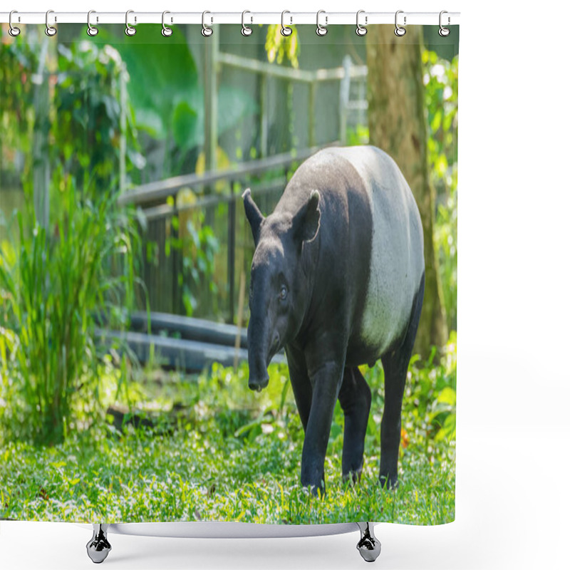 Personality  Malayan Tapir (Tapirus Indicus) Also Known As Asian Tapir. Shower Curtains