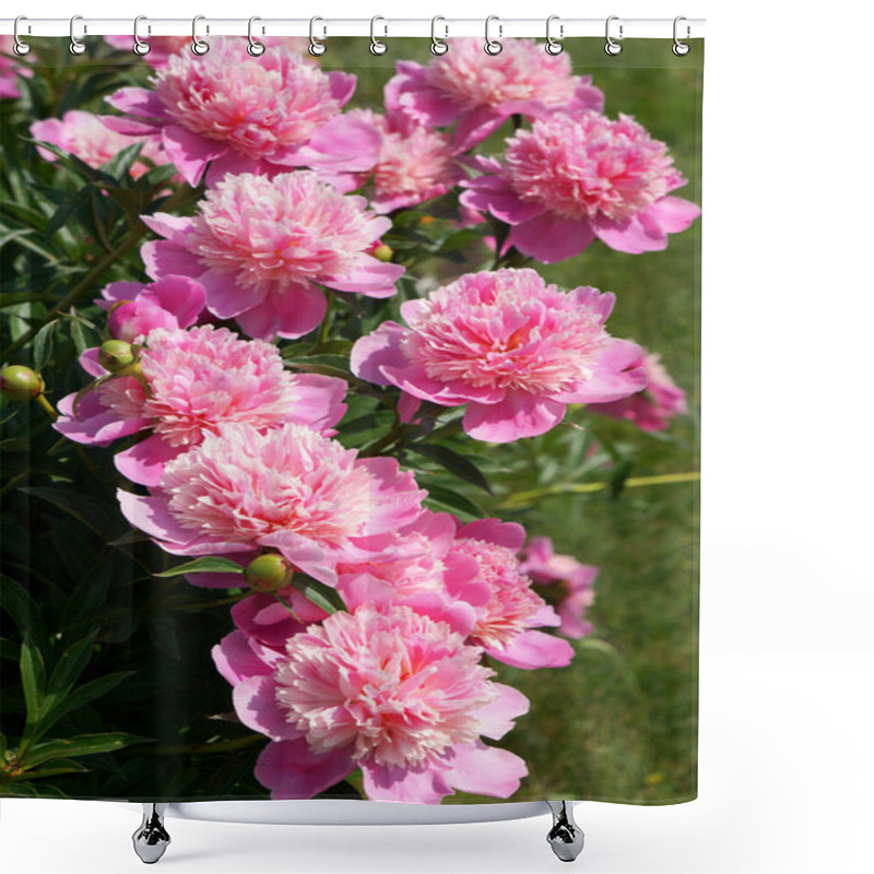 Personality  Flowering Shrub Pink Peonies Shower Curtains