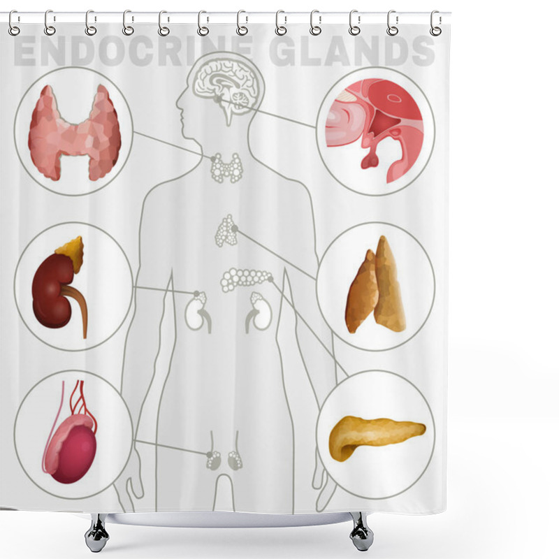 Personality  Endocrine Glands Image Shower Curtains