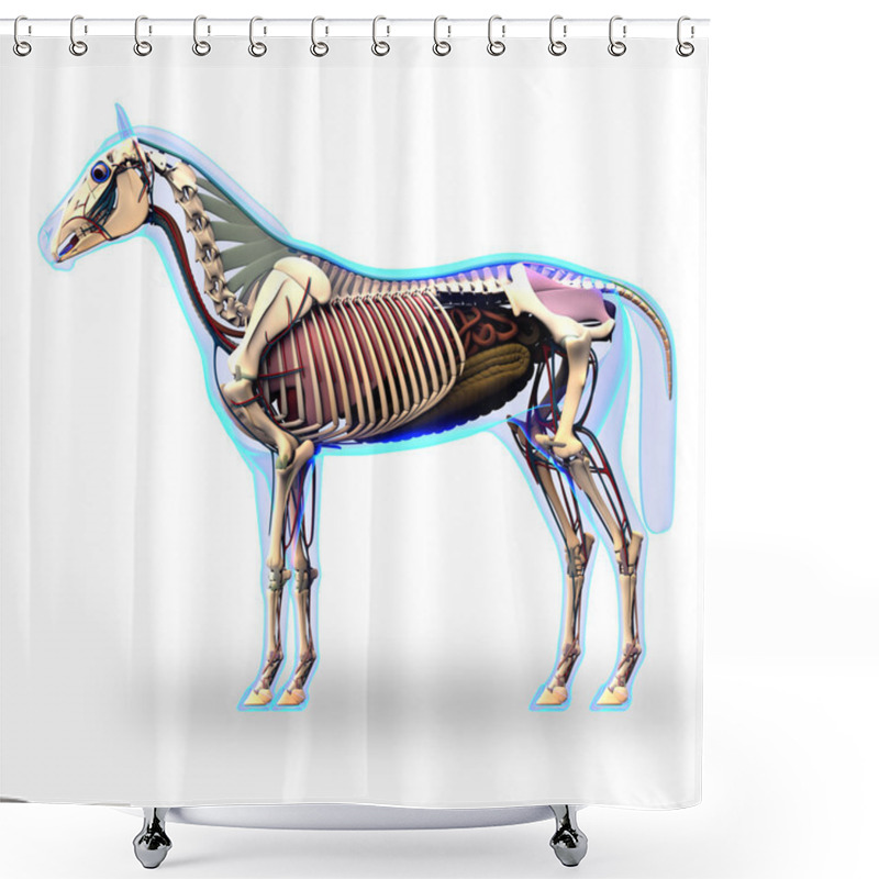 Personality  Horse Ligaments And Joints Tendons Shower Curtains