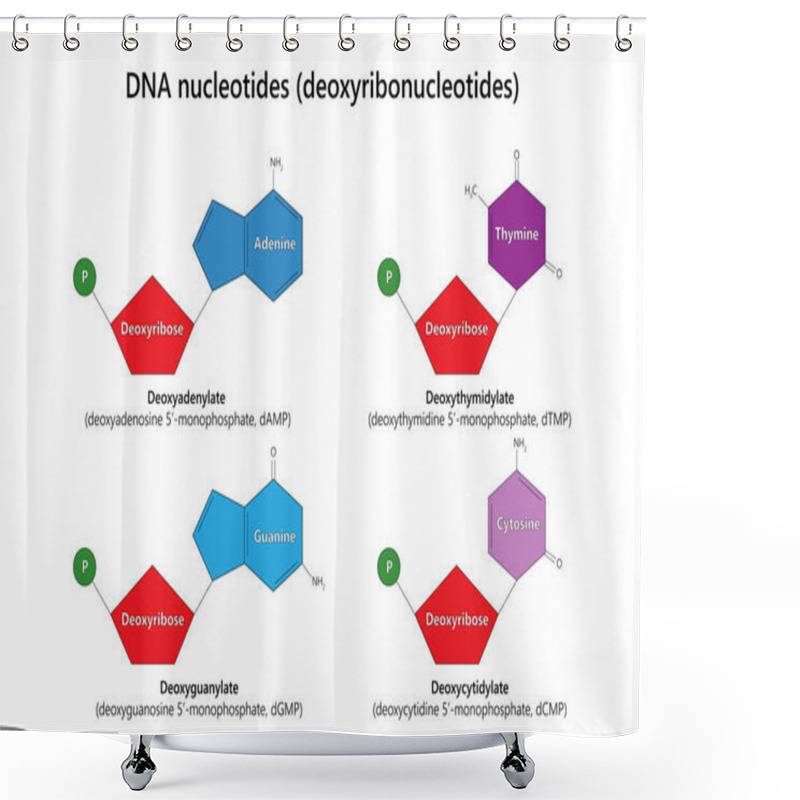 Personality   DNA Nucleotides (deoxyribonucleotides). Vector Illustration. Shower Curtains