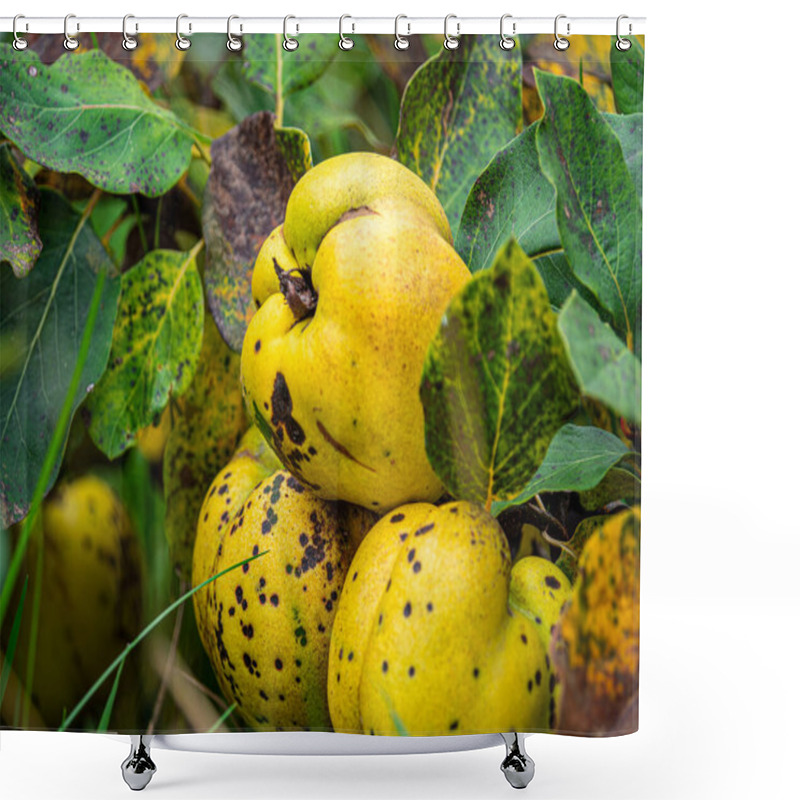 Personality  In Autumn, Quince Trees Are Adorned With Golden-yellow Fruits, Their Bumpy Surfaces Catching The Soft Sunlight. The Leaves, Tinged With Hints Of Orange And Brown, Create A Warm, Rustic Seasonal Charm. Shower Curtains