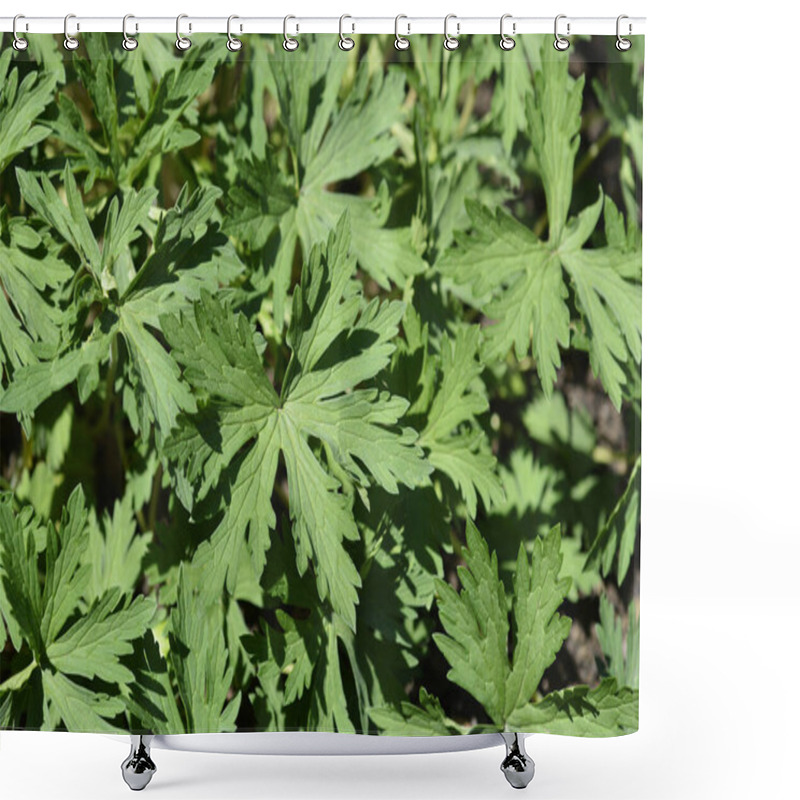 Personality  White Meadow Cranesbill Leaves - Latin Name - Geranium Pratense F. Albiflorum Shower Curtains