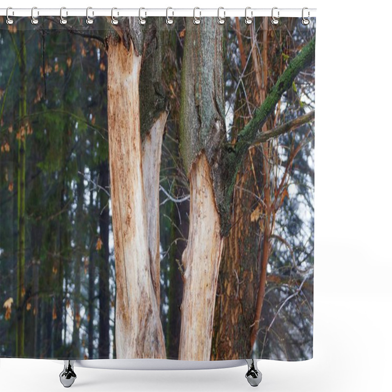 Personality  Part Of A Dry Diseased Tree With Branches With Fallen Bark Shower Curtains