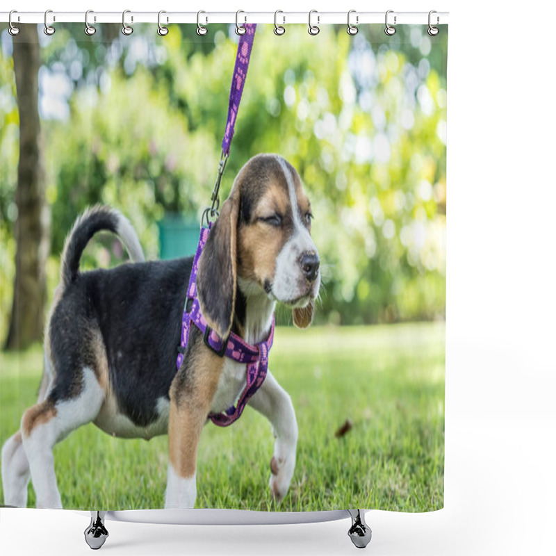 Personality  Happy Beagle Dog On A Natural Green Background Of Tropical Bali Island, Indonesia. Shower Curtains