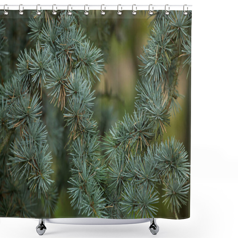 Personality  Atlas Cedar (Cedrus Atlantica F. Glauca).  Shower Curtains