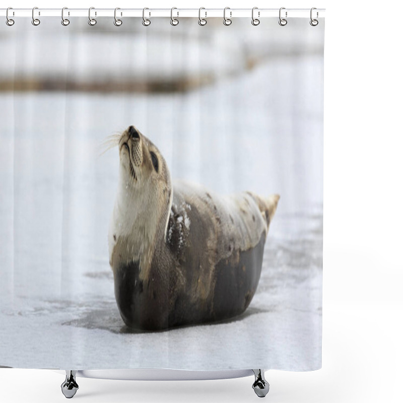 Personality  Young Harp Seal On The Ice. Shower Curtains