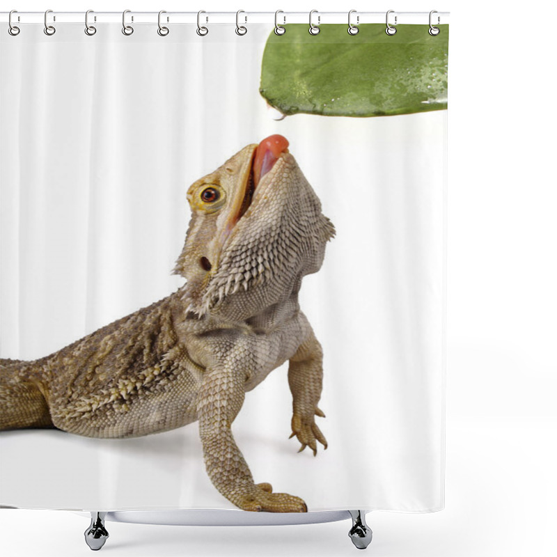 Personality  Bearded Dragon Licking Water Droplet From A Leaf Shower Curtains