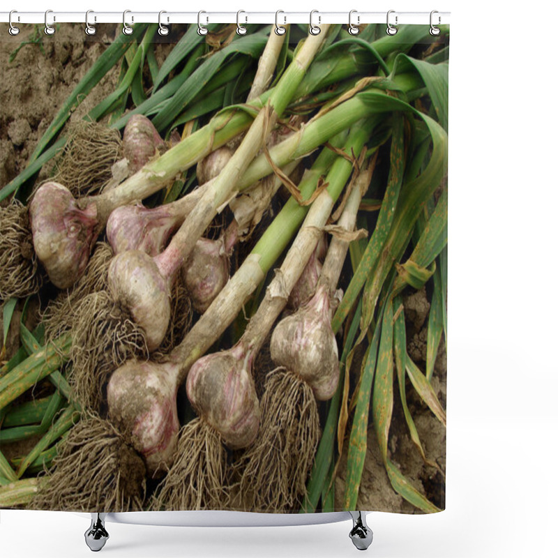 Personality  Garlic Shower Curtains