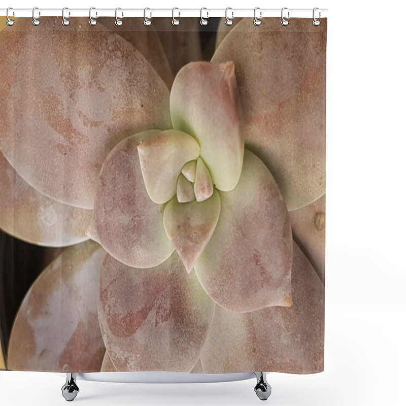 Personality  Echeveria Laui Is A Small Plant That Comes From Mexico But Can Live In Asia As Well. Shower Curtains