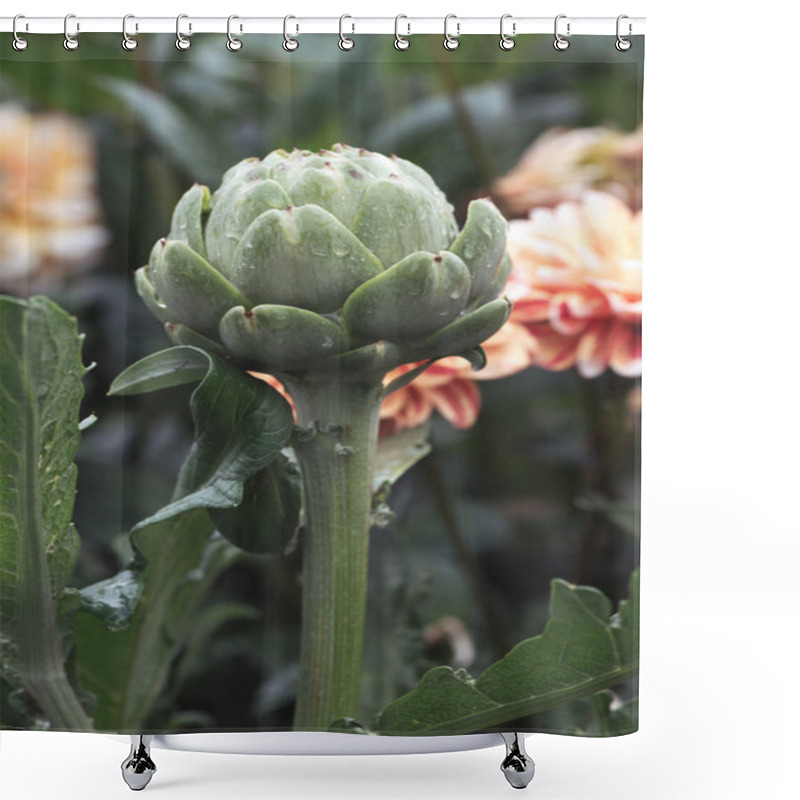 Personality  Side View Of Artichoke Or Cynara Cardunculus After Rain Shower Curtains