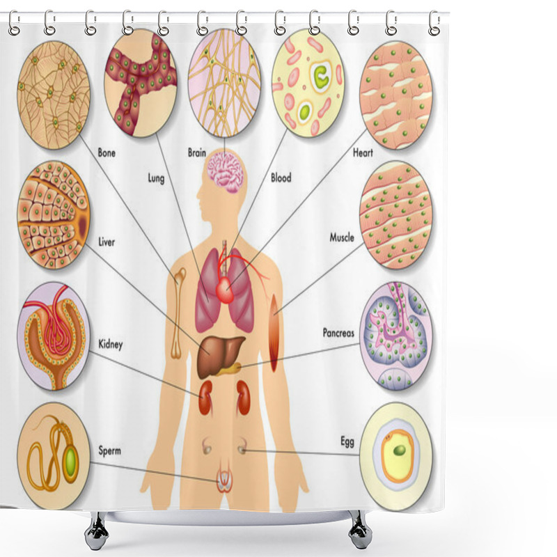 Personality  Anatomy Of Human Cells Shower Curtains