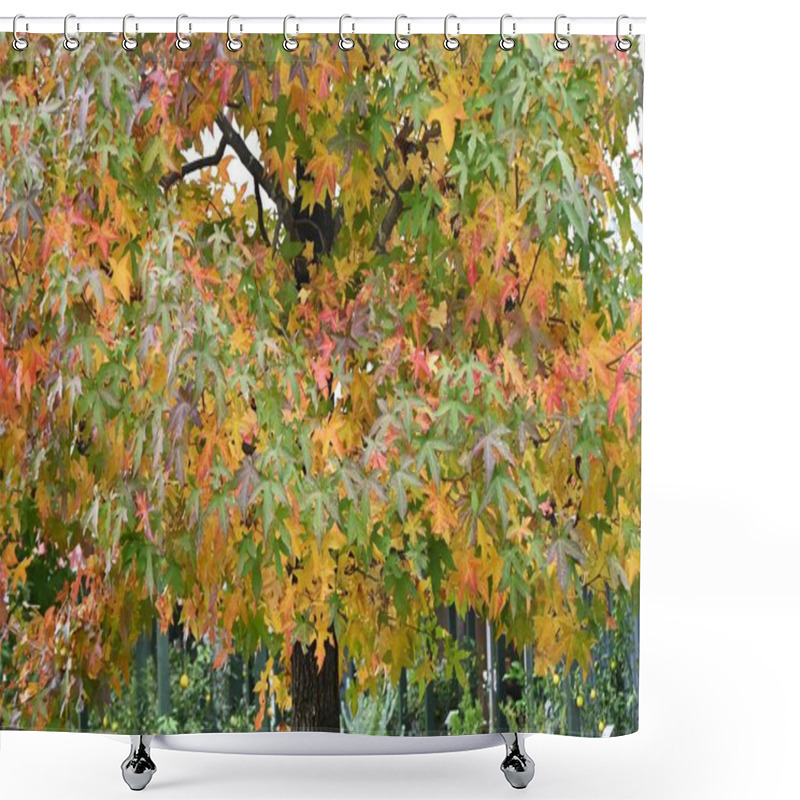 Personality  American Sweetgum (Liquidambar Styraciflua) Autumn Leaves. Altingiaceae Deciduous Tree Native To North America. Its Vivid Autumn Leaves Make It A Popular Street Tree. Shower Curtains