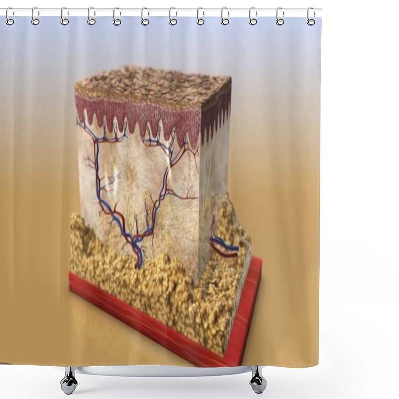 Personality  Skin Anatomy. Human Body Skin Illustration With Parts Vein Artery Hair Sweat Gland Epidermis Dermis And Hypodermis. Human Cross-section Of The Skin Layers Structure Shower Curtains