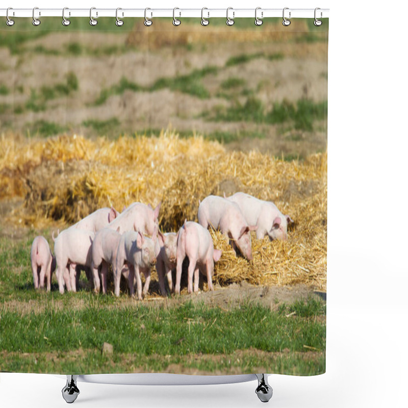 Personality  Cute Group Of Piglets Playing And Exploring In The Straw On The Area Of Their Outdoor Breeding Shower Curtains