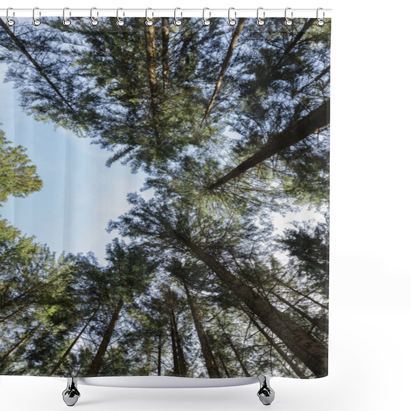 Personality  Bottom View Of Tall Pine Trees And Blue Sky  Shower Curtains