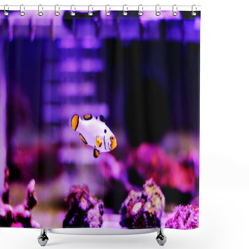 Personality  Captive-Bred Extreme Snow Onyx Clownfish  - (Amphriprion Ocellaris X Amphriprion Percula)  Shower Curtains