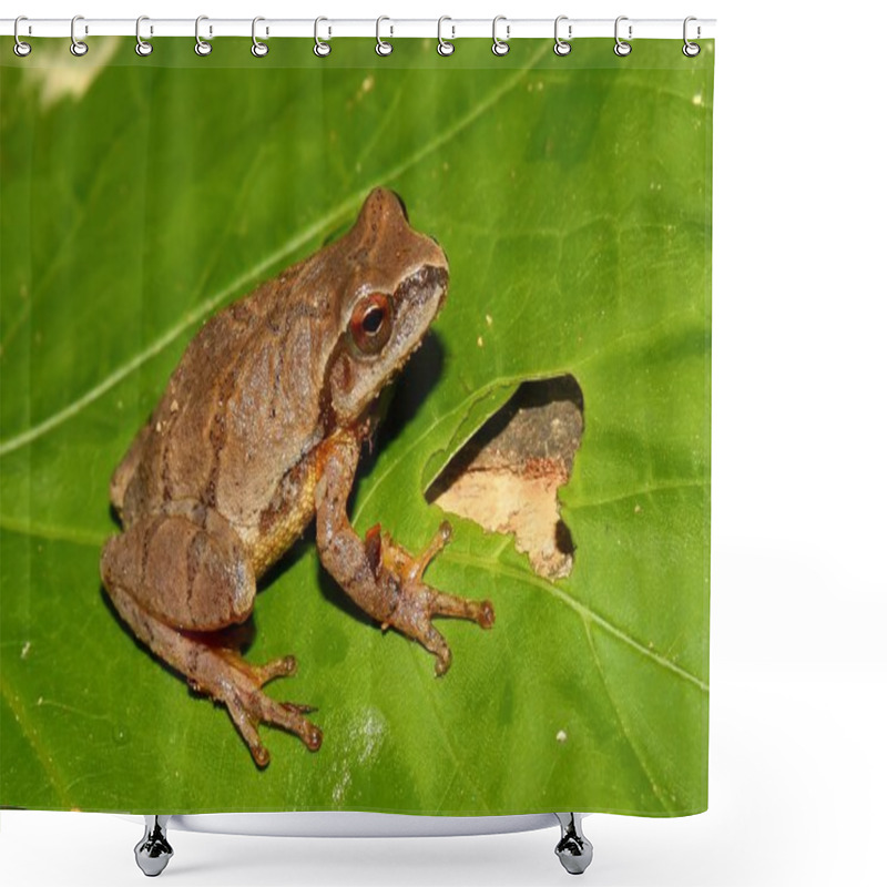 Personality  Spring Peeper (Pseudacris Crucifer) Shower Curtains