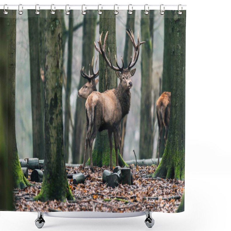 Personality  Deer In Winter Deciduous Forest Shower Curtains