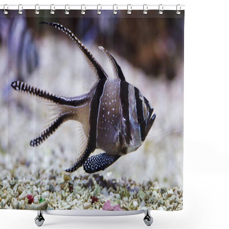 Personality  Banggai Cardinalfish. Tropical Fish Closeup Shower Curtains