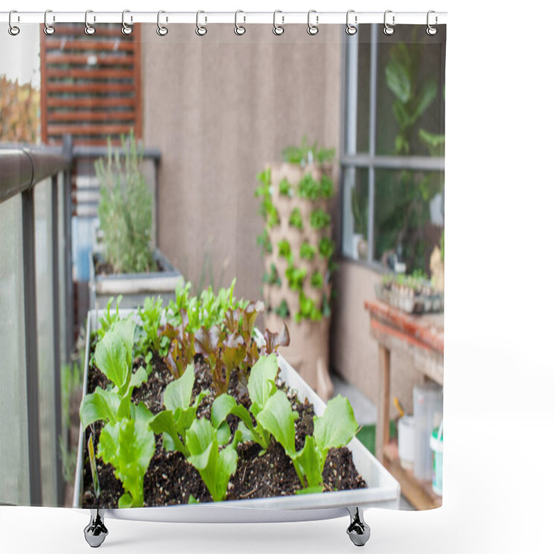 Personality  An Apartment Patio Garden, With Small Lettuces In A Planter And A Tower Garden With A Compost Column Down The Middle. Urban Gardening In Small Places. Shower Curtains