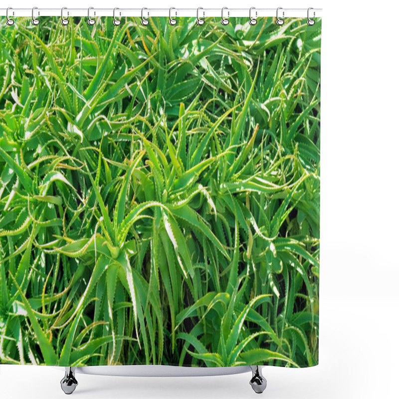 Personality  Aloe Vera Shower Curtains