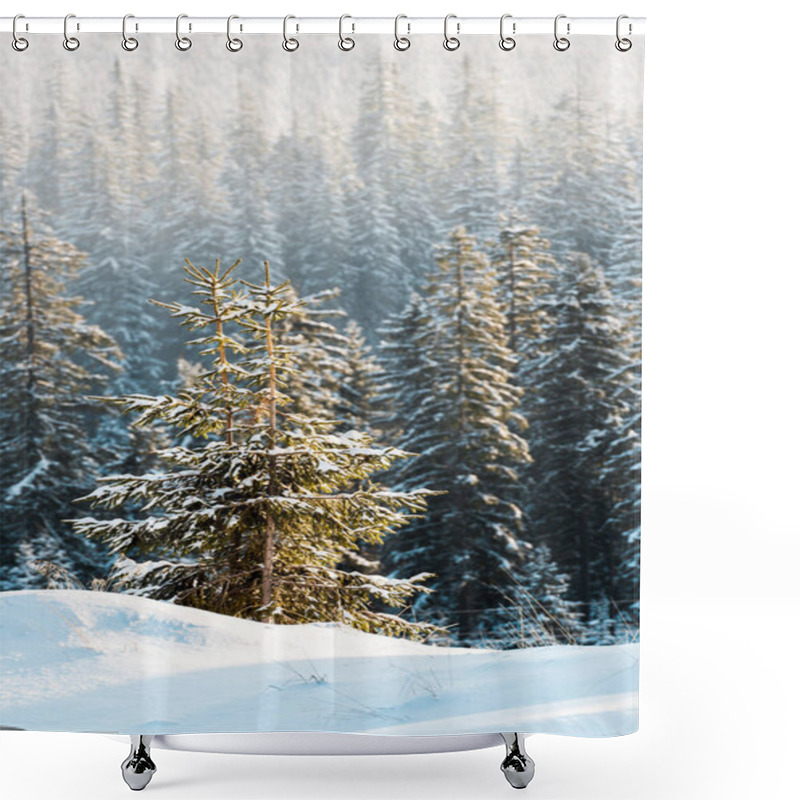 Personality  Scenic View Of Pine Trees Covered With Snow In Sunshine Shower Curtains