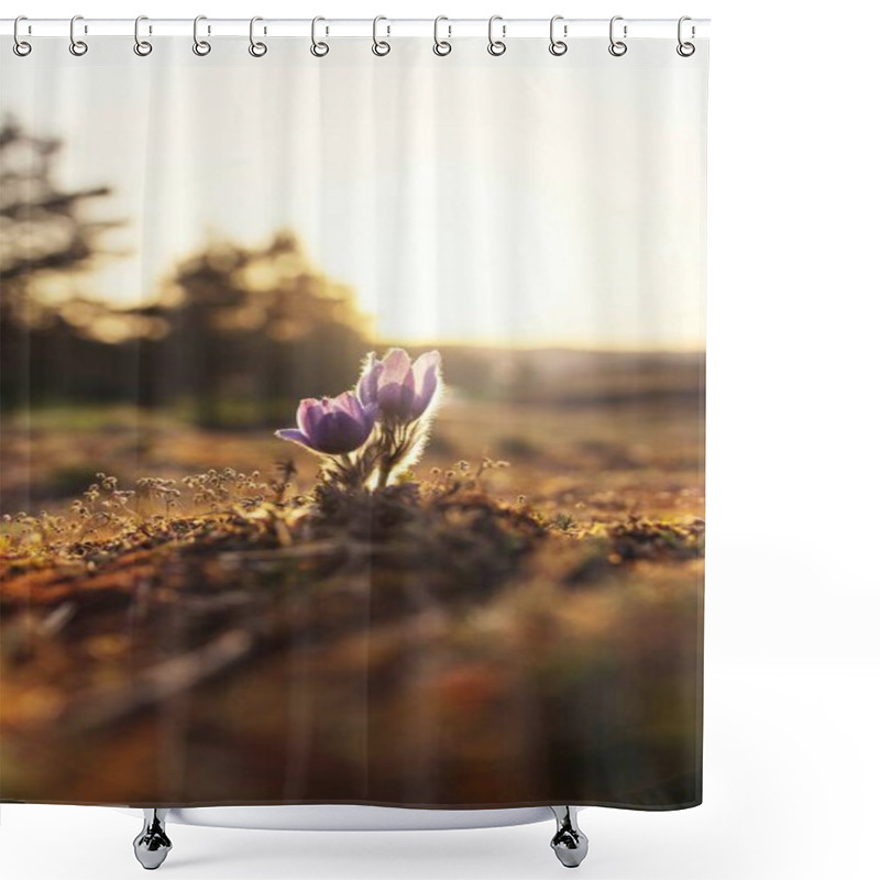 Personality  Purple Flowers Bloom At Sunset, Showcasing Nature's Beauty And Resilience. Shower Curtains