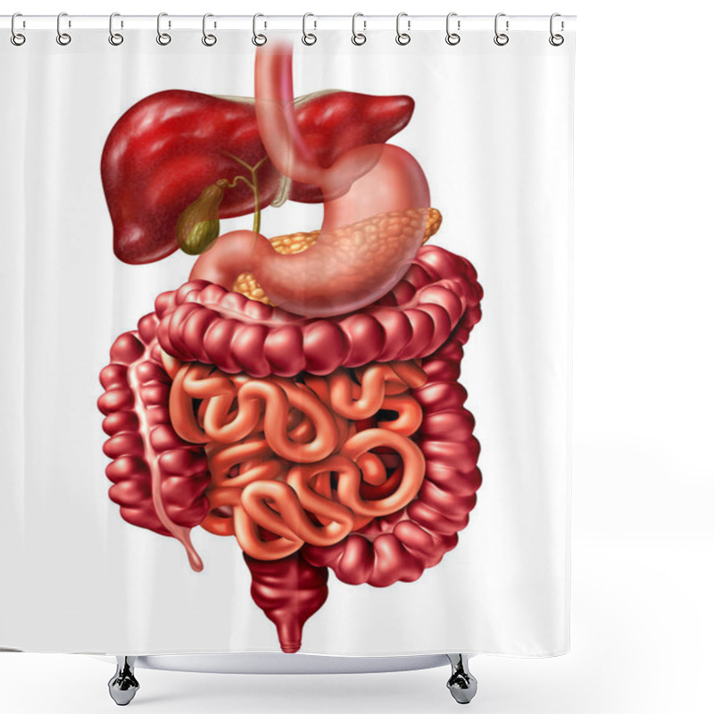 Personality  Human Digestive System Shower Curtains